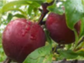 2 plums on tree
